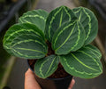 Calathea roseopicta