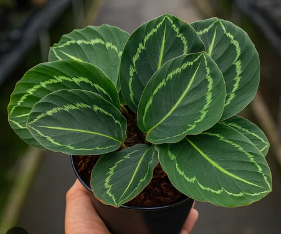 Calathea roseopicta