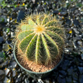 Parodia magnifica 'Ballon Cactus'