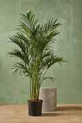 Cat Palm 8”