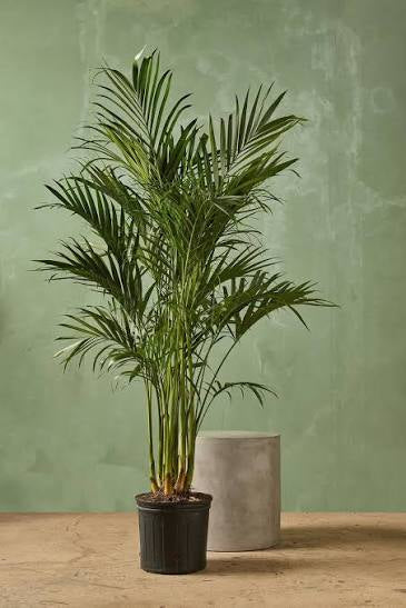 Cat Palm 8”