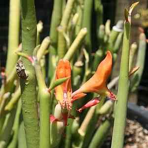 anthurium cobra flower Anthurium Cobra – Terra Cotta Botanical Boutique
