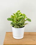 Peperomia obustifolia