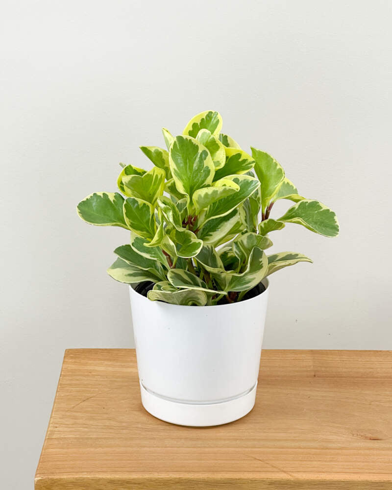 Peperomia obustifolia 'marble'