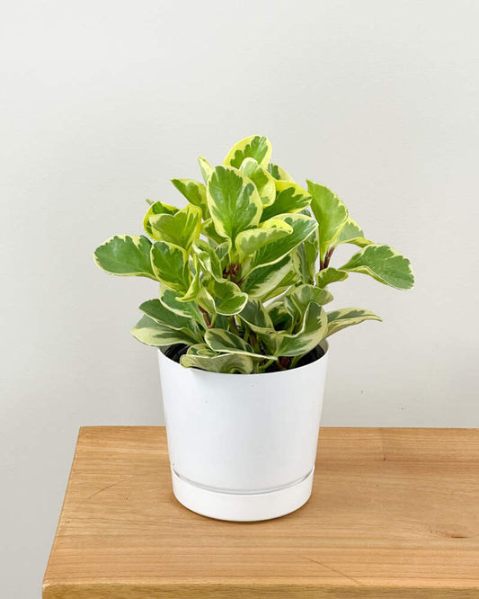 Peperomia obustifolia 'marble'