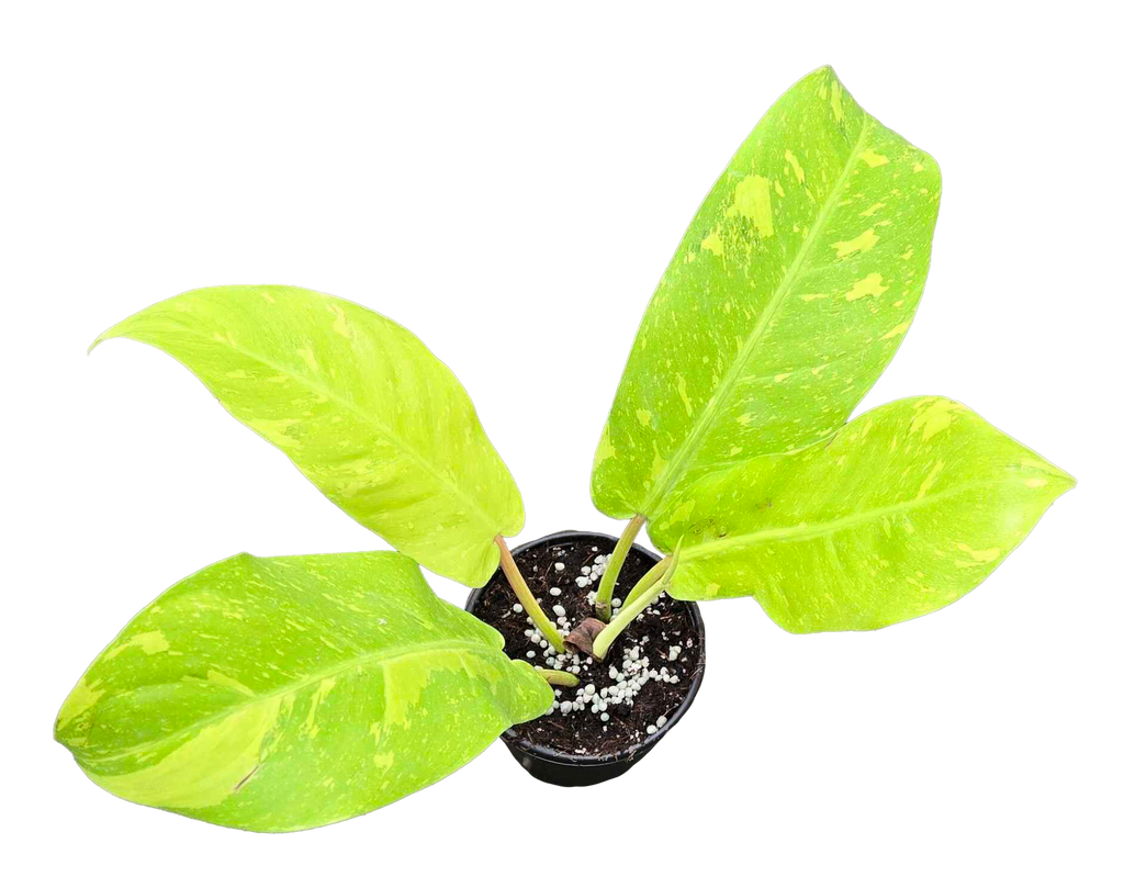 Philodendron Golden Goddess Marble 4 inch Grower Pot