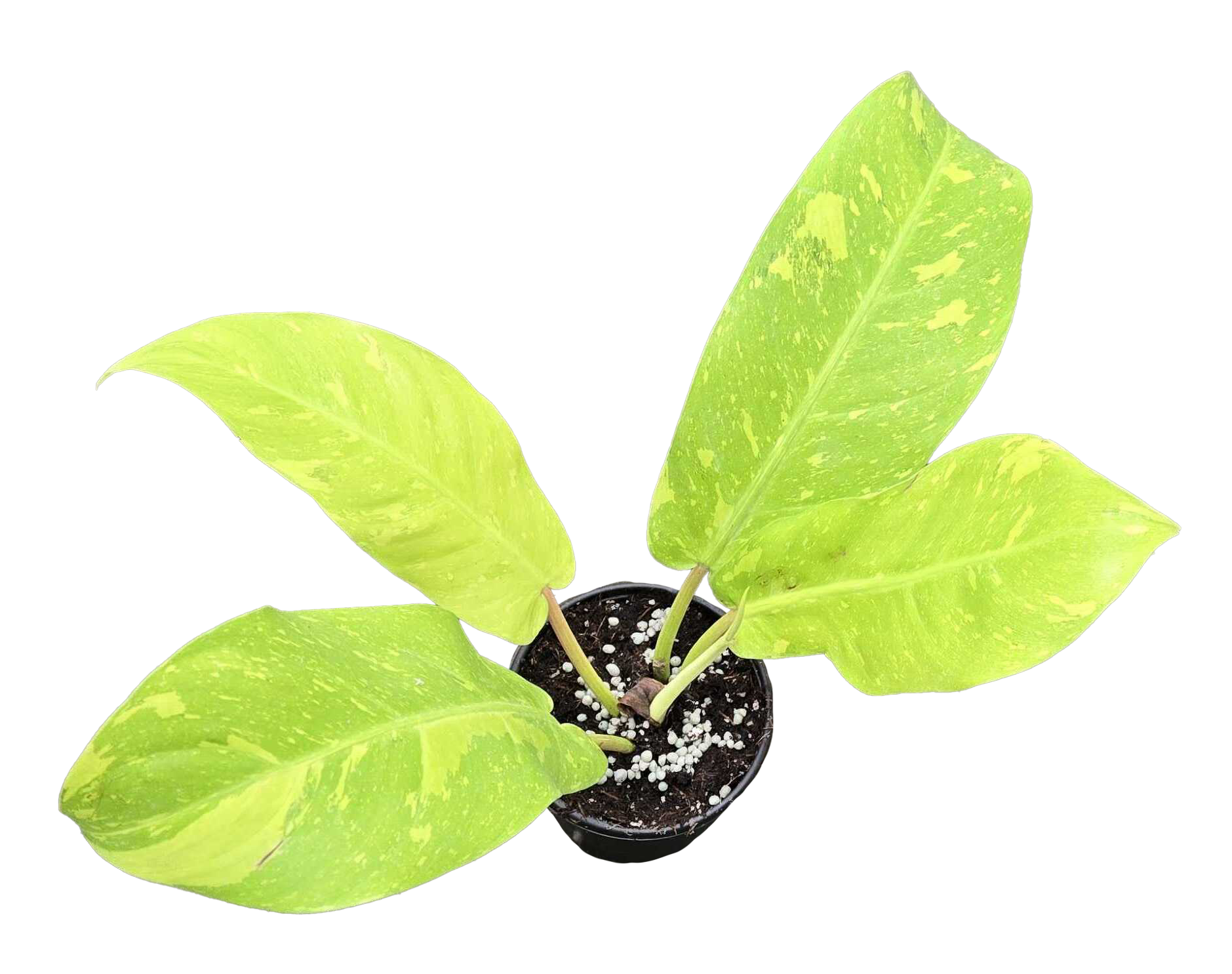 Philodendron Golden Goddess Marble 4 inch Grower Pot