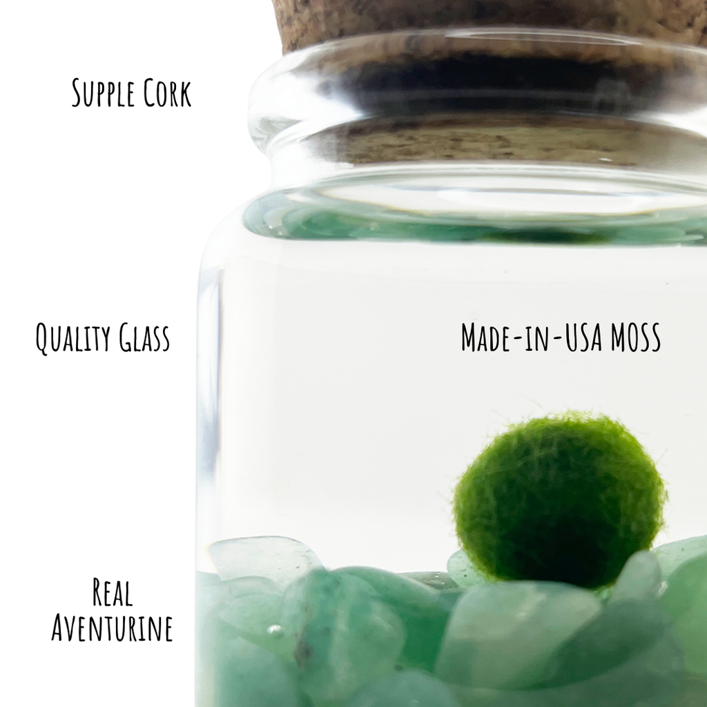 Small Marimo Moss Ball Terrarium with Aventurine Gemstones