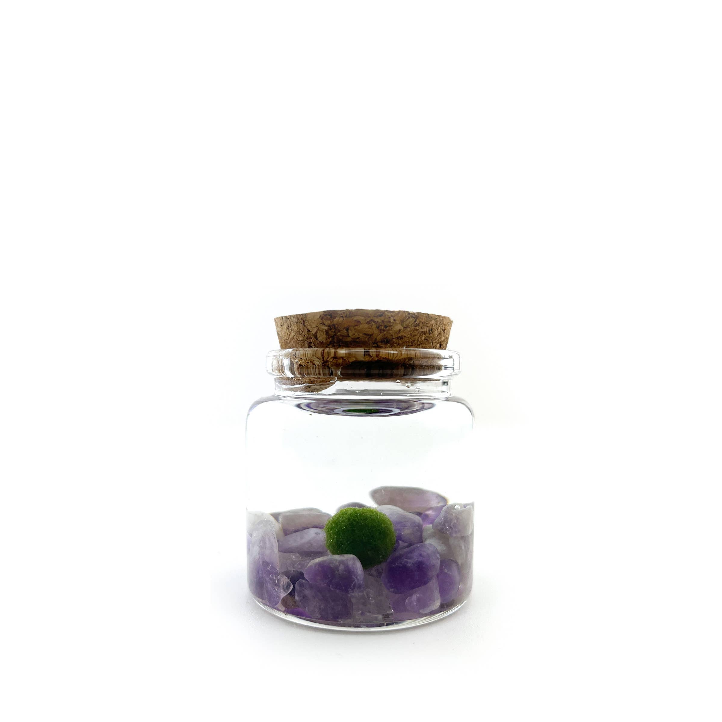Small Marimo Moss Ball Terrarium with Amethyst Gemstone