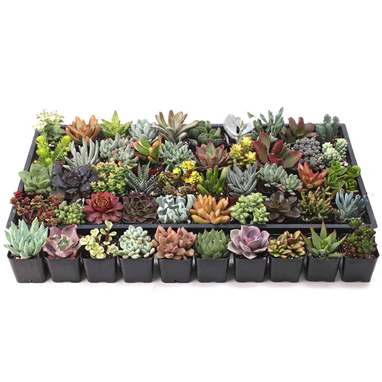 Ultimate Variety Succulents 100-Pack (50 Varieties, 2" Pots)