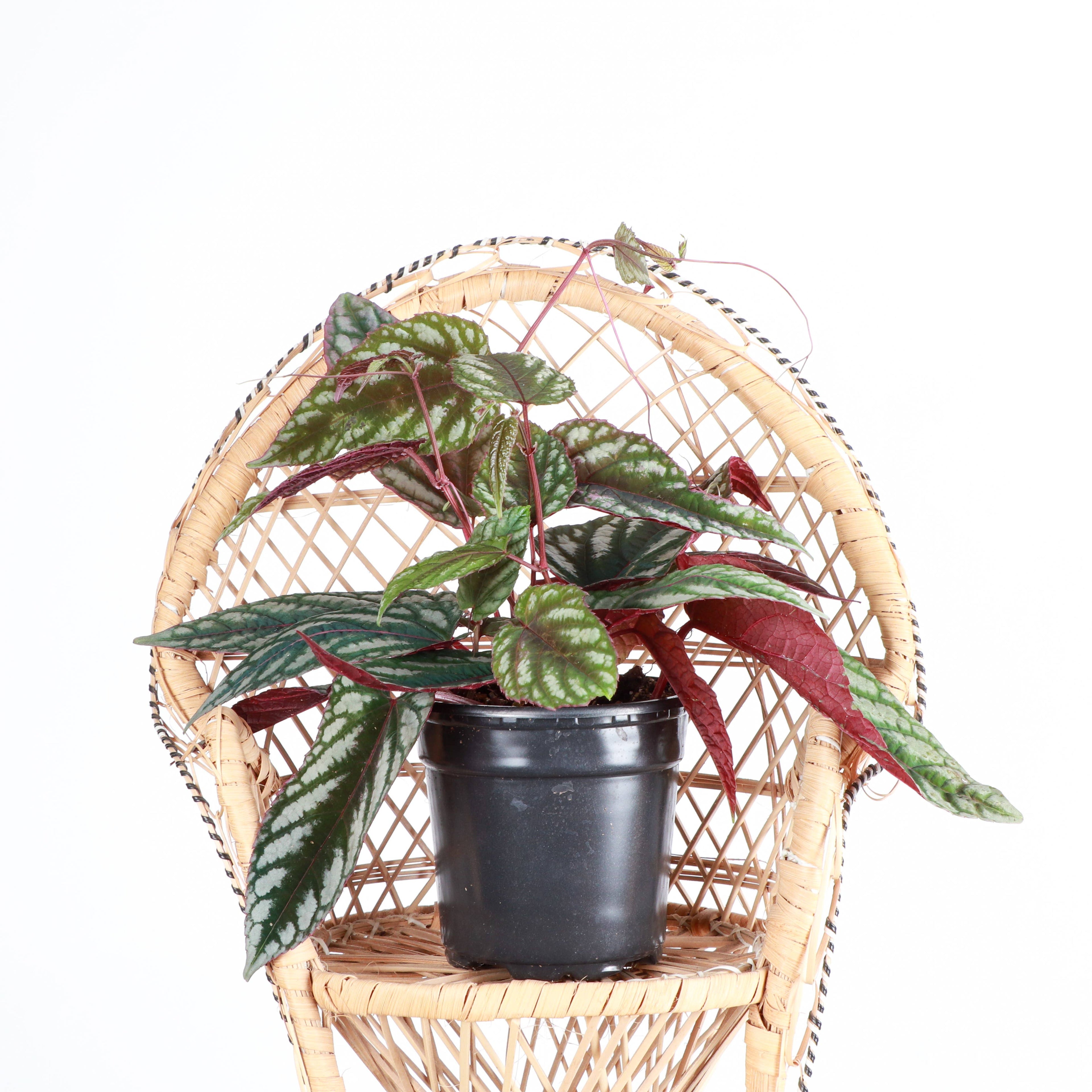 Cissus Discolor - Rex Begonia Vine - Live Plant