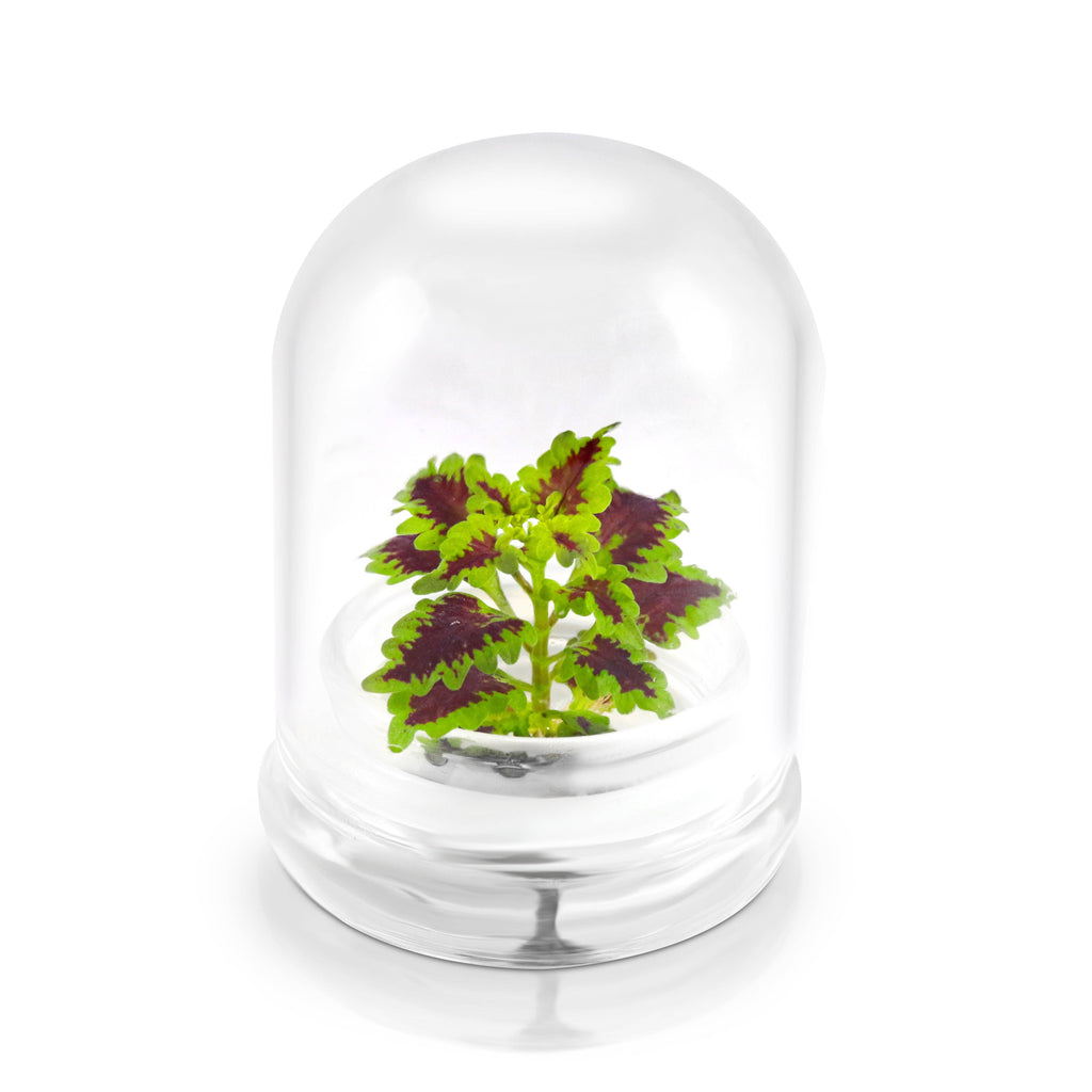 Coleus (Inky fingers), Floral Terrarium, Great Ornamental Live Plant