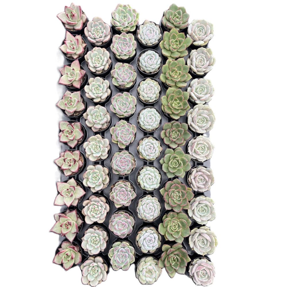 Assorted Rosettes Succulents Bulk 54 Tray - 2in Pot
