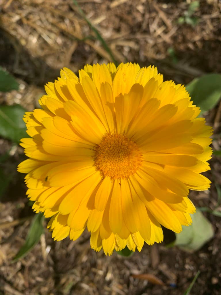 Calendula Shimmer Herbal Body Oil