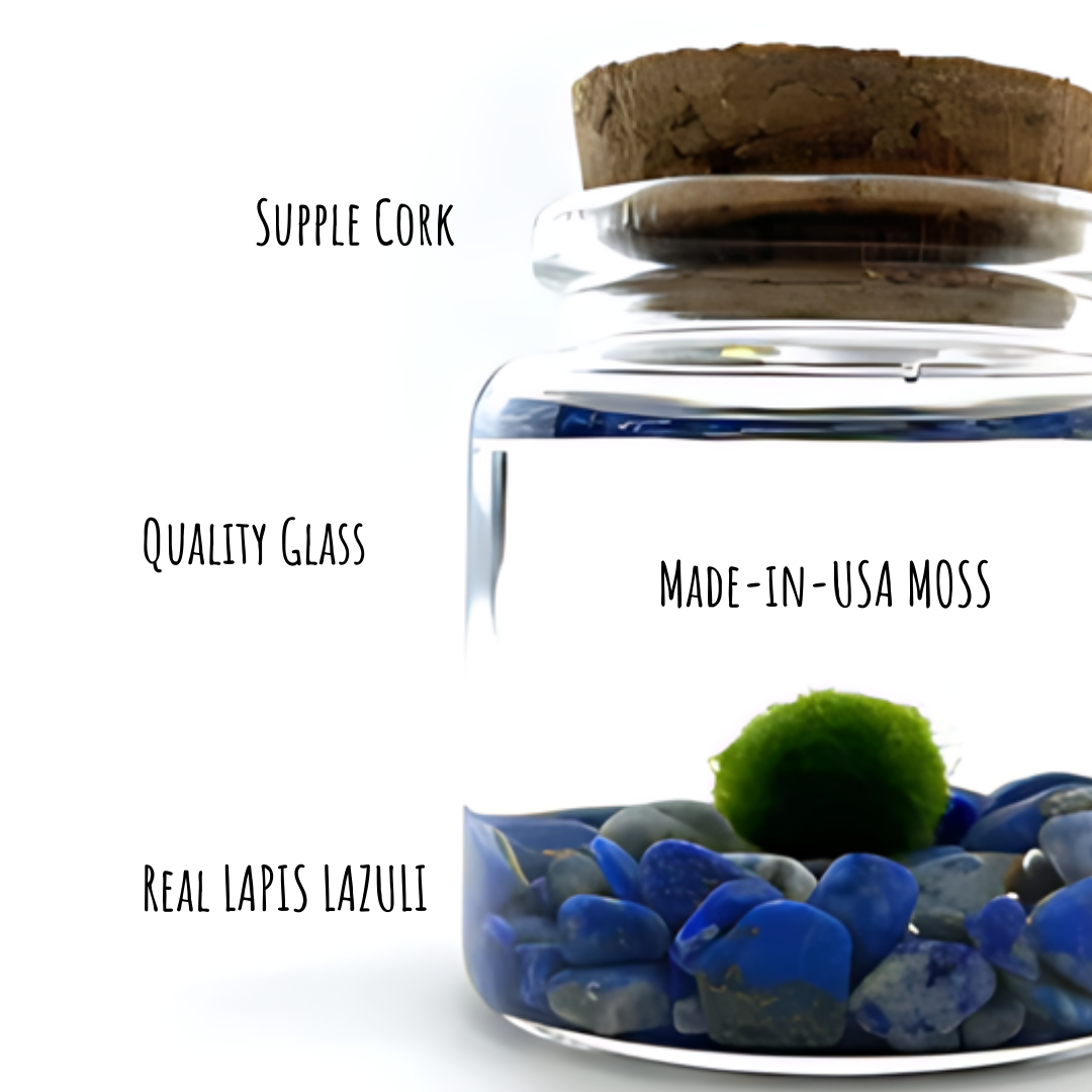Small Marimo Moss Ball Terrarium with Lapis Lazuli Gemstones