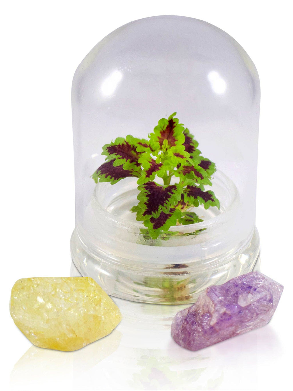 Coleus (Inky fingers), Floral Terrarium, Great Ornamental Live Plant