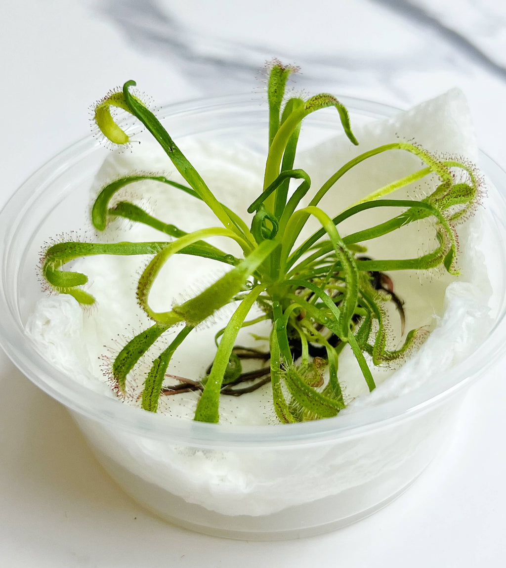 Cape Sundew(Drosera) –Gnat-Eating Carnivorous (Plant Only)