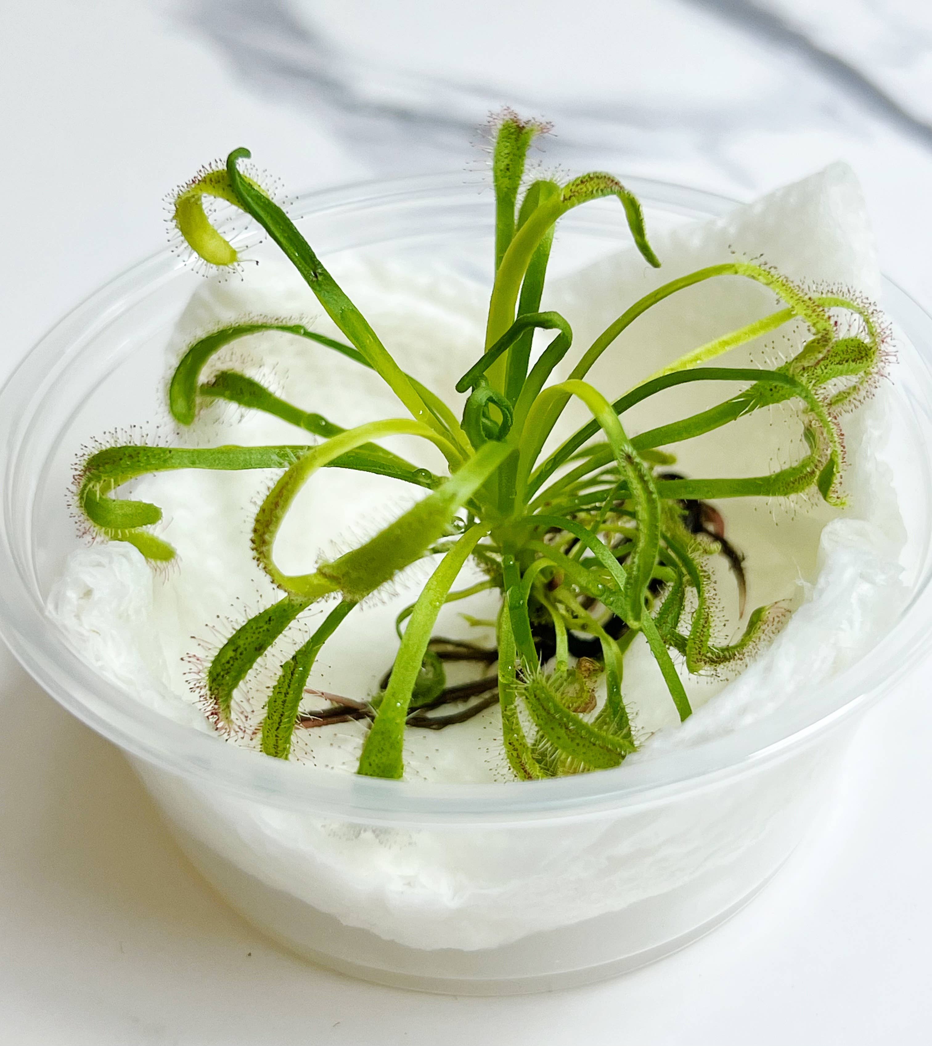 Cape Sundew(Drosera) –Gnat-Eating Carnivorous (Plant Only)