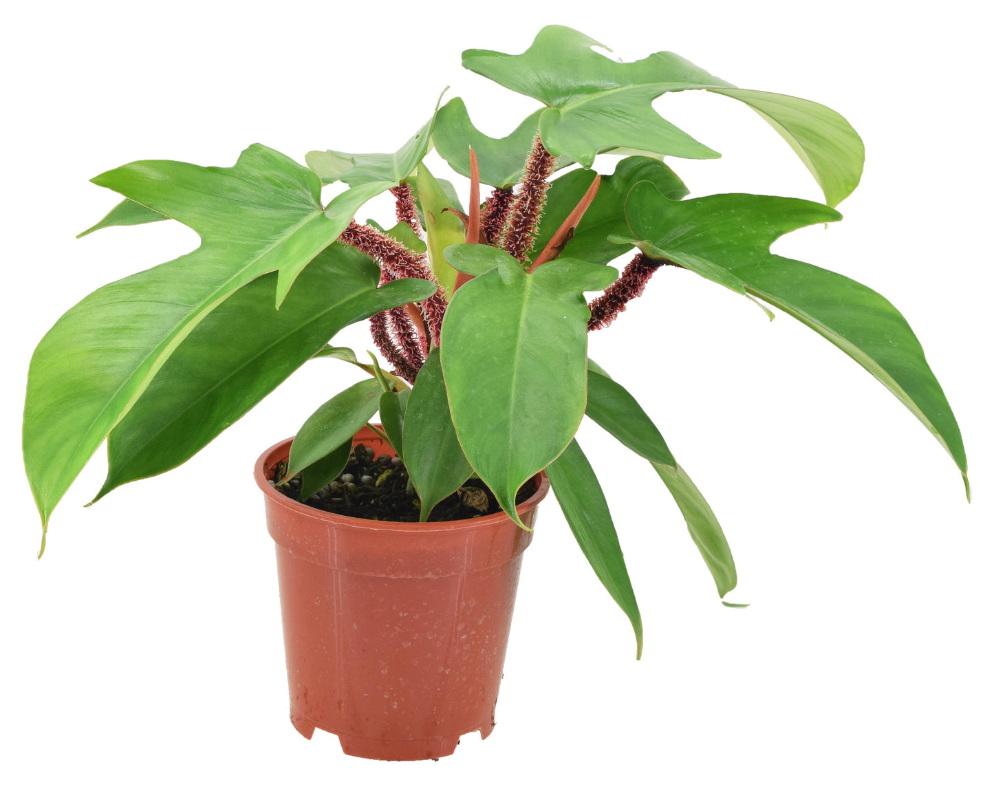 Philodendron Squamiferum 4 inch in Grower Pot