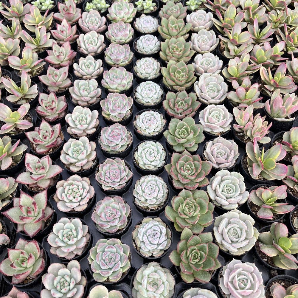 Assorted Rosettes Succulents Bulk 54 Tray - 2in Pot
