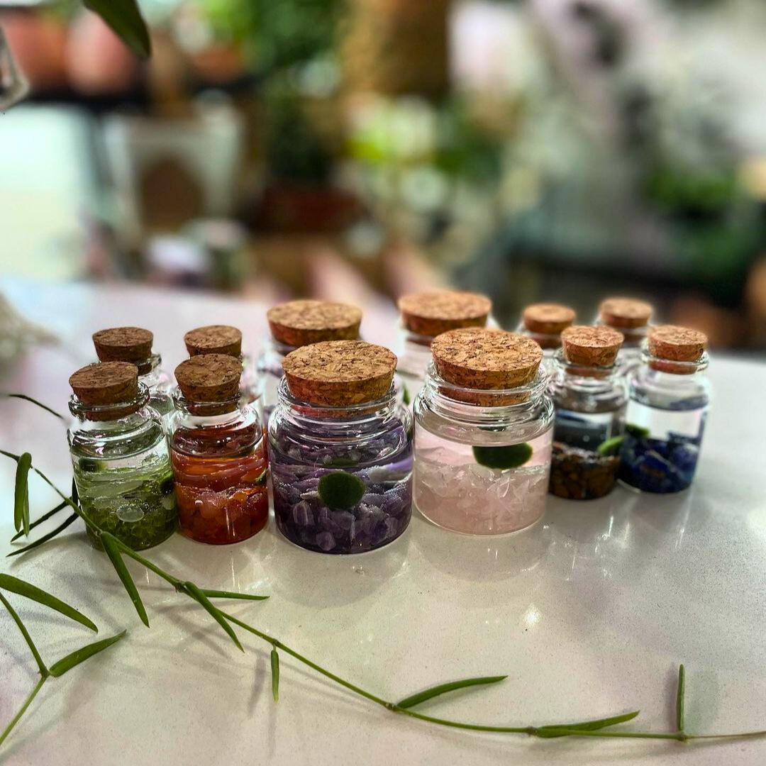 Small Marimo Moss Ball Terrarium with Rose Quartz Gemstones