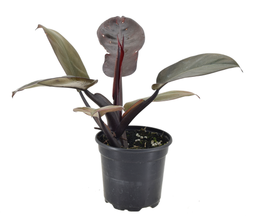 Philodendron Black Cardinal 4 inch Grower Pot