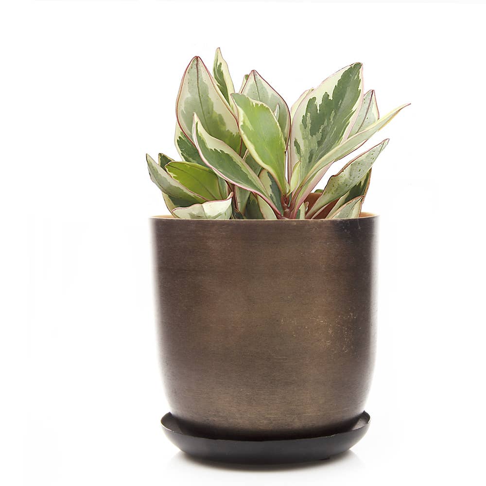Metal Two Tone Pot - Joe Drainage 3.5-5in 8 Colors