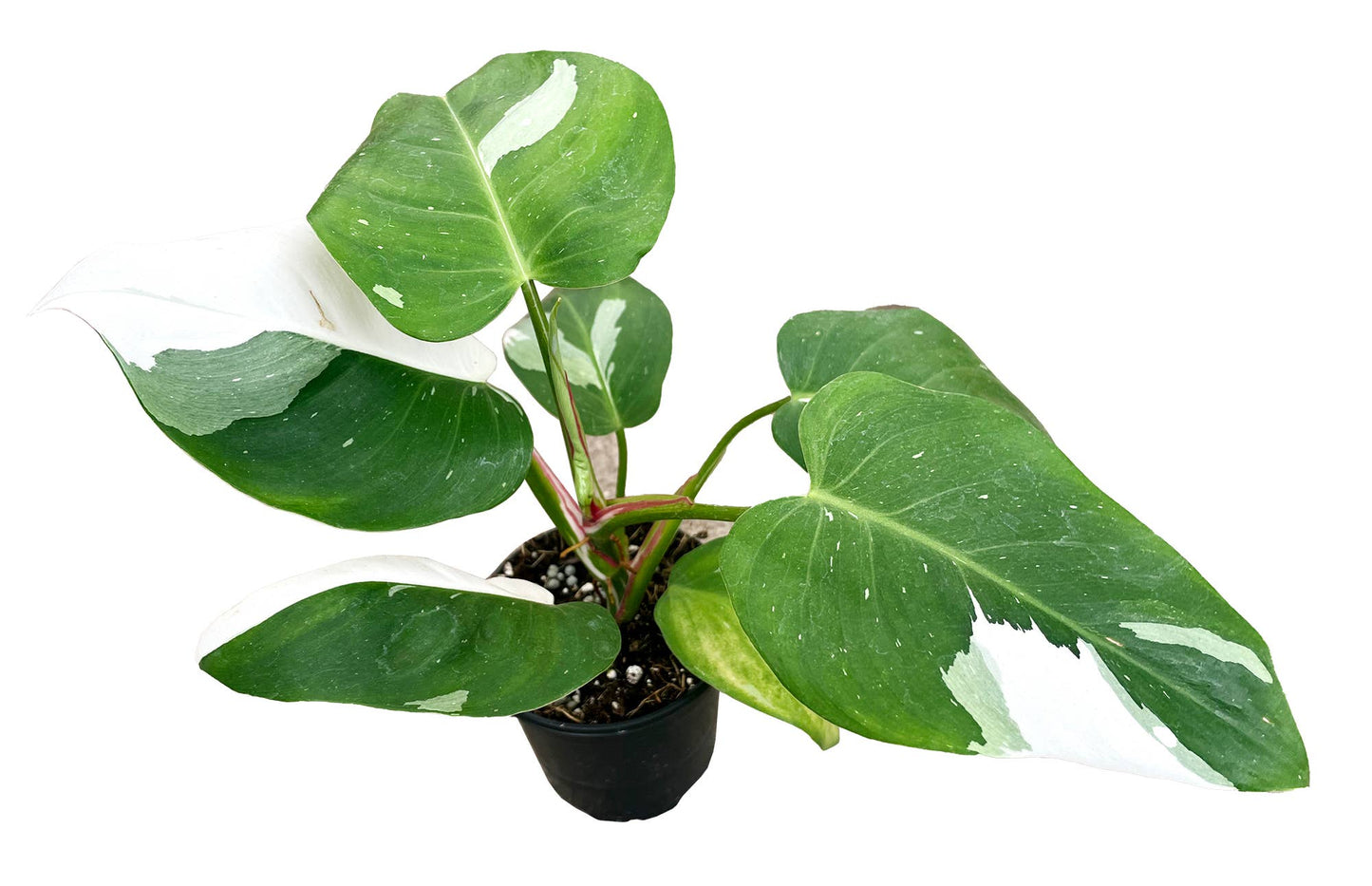 Philodendron White Princess 4 inch in Grower Pot