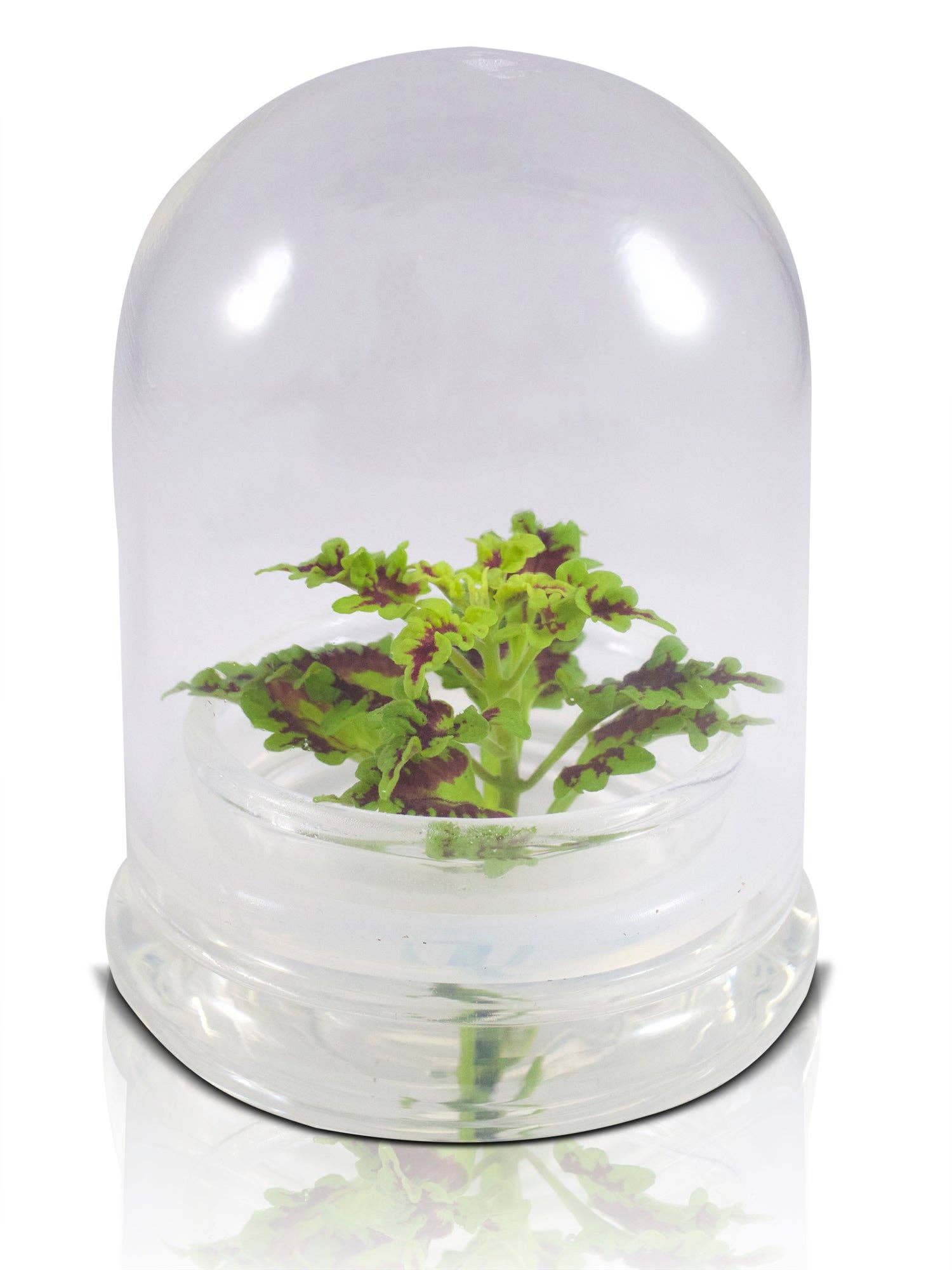 Coleus (Inky fingers), Floral Terrarium, Great Ornamental Live Plant