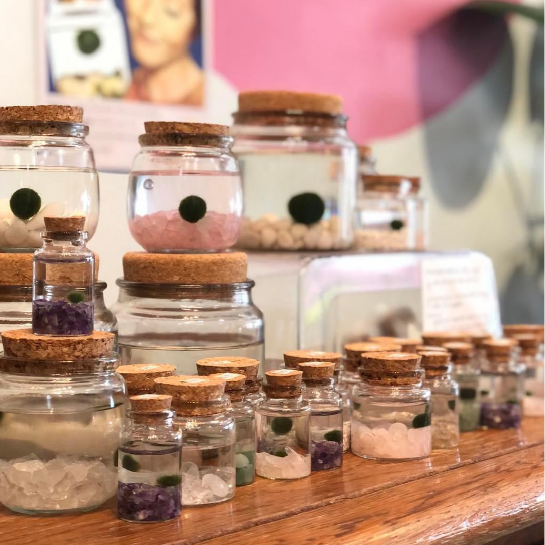 Tiny Marimo Moss Ball Terrarium with Rose Quartz Gemstones