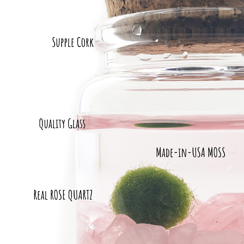 Small Marimo Moss Ball Terrarium with Rose Quartz Gemstones