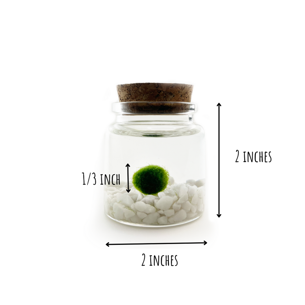 Classic Small Marimo Moss Ball Terrarium