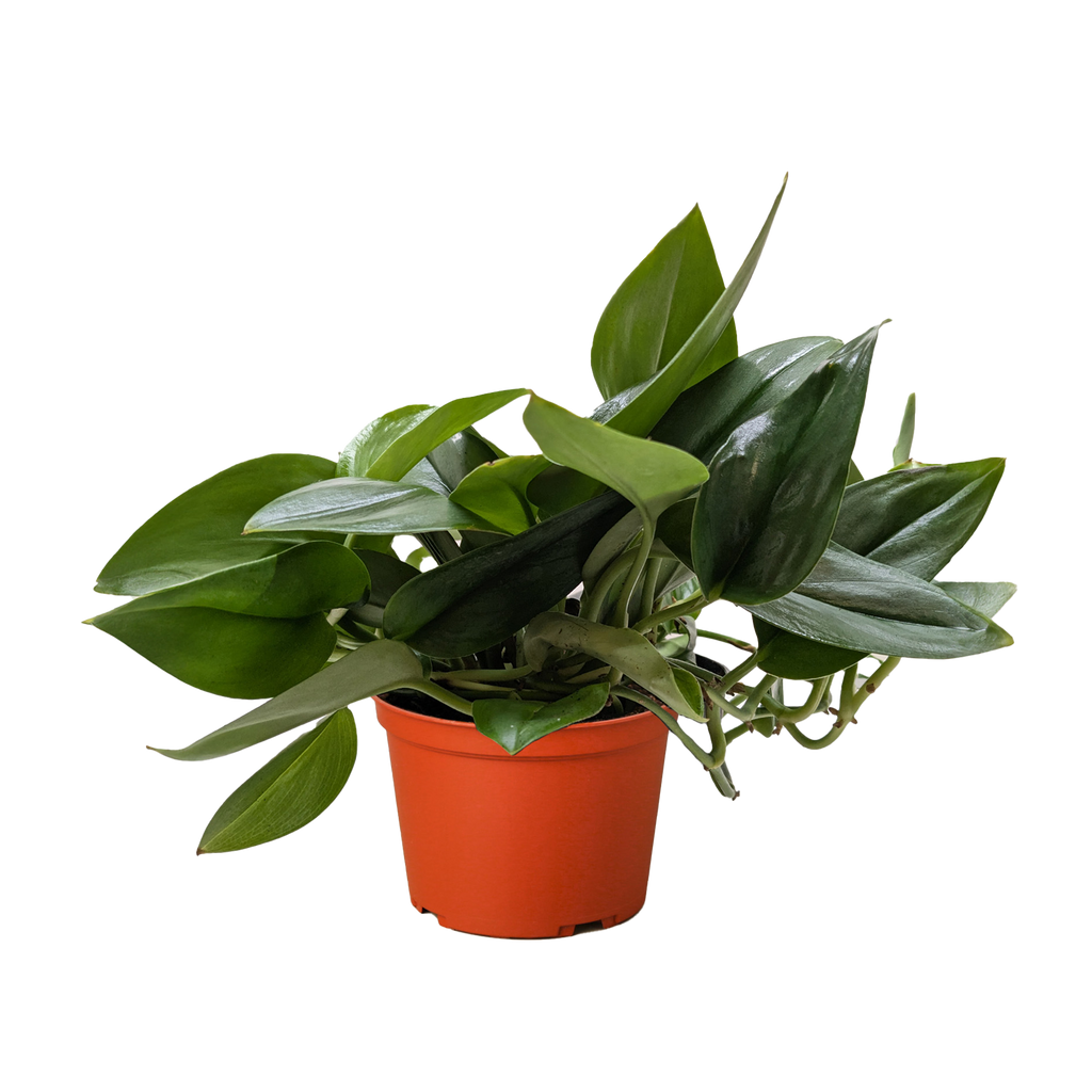 Scindapsus Platinum Java