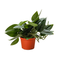 Scindapsus Platinum Java