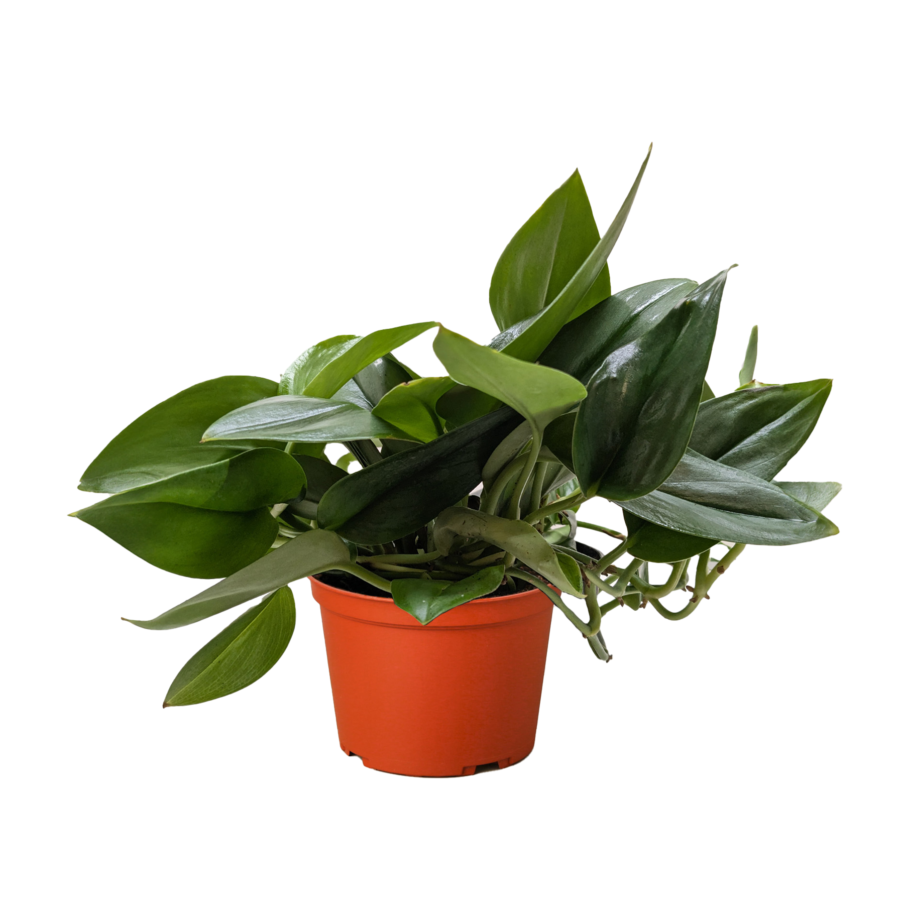 Scindapsus Platinum Java