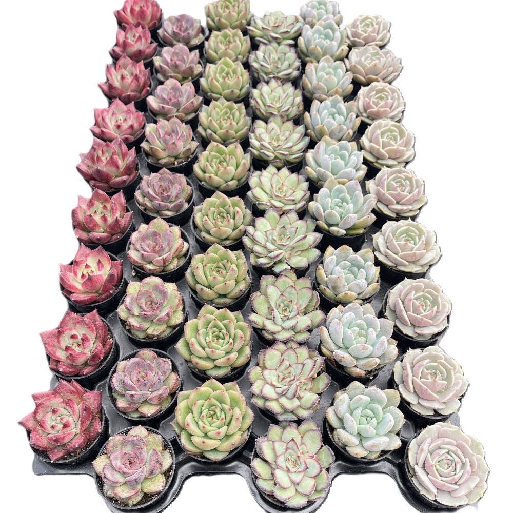 Assorted Rosettes Succulents Bulk 54 Tray - 2in Pot