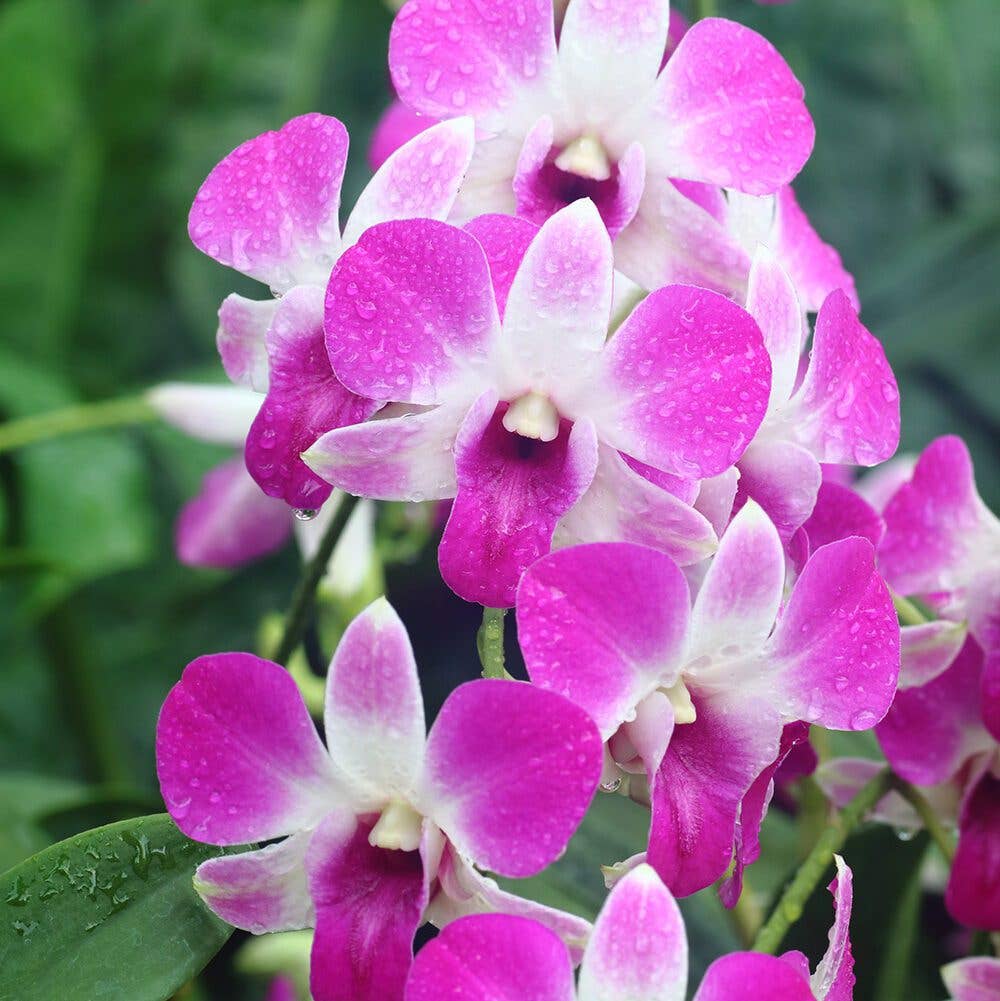Perfect Plant Clearance - No damage. No pots. Good price.