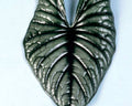 Alocasia Nebula Imperialis.