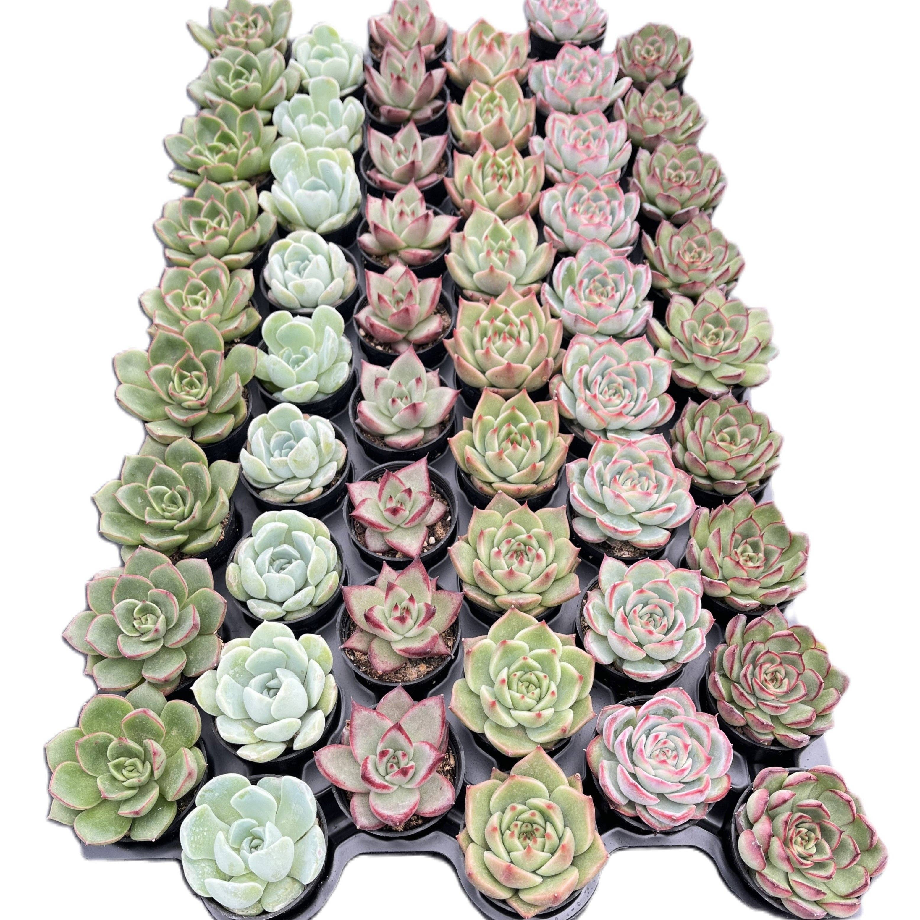 Assorted Rosettes Succulents Bulk 54 Tray - 2in Pot