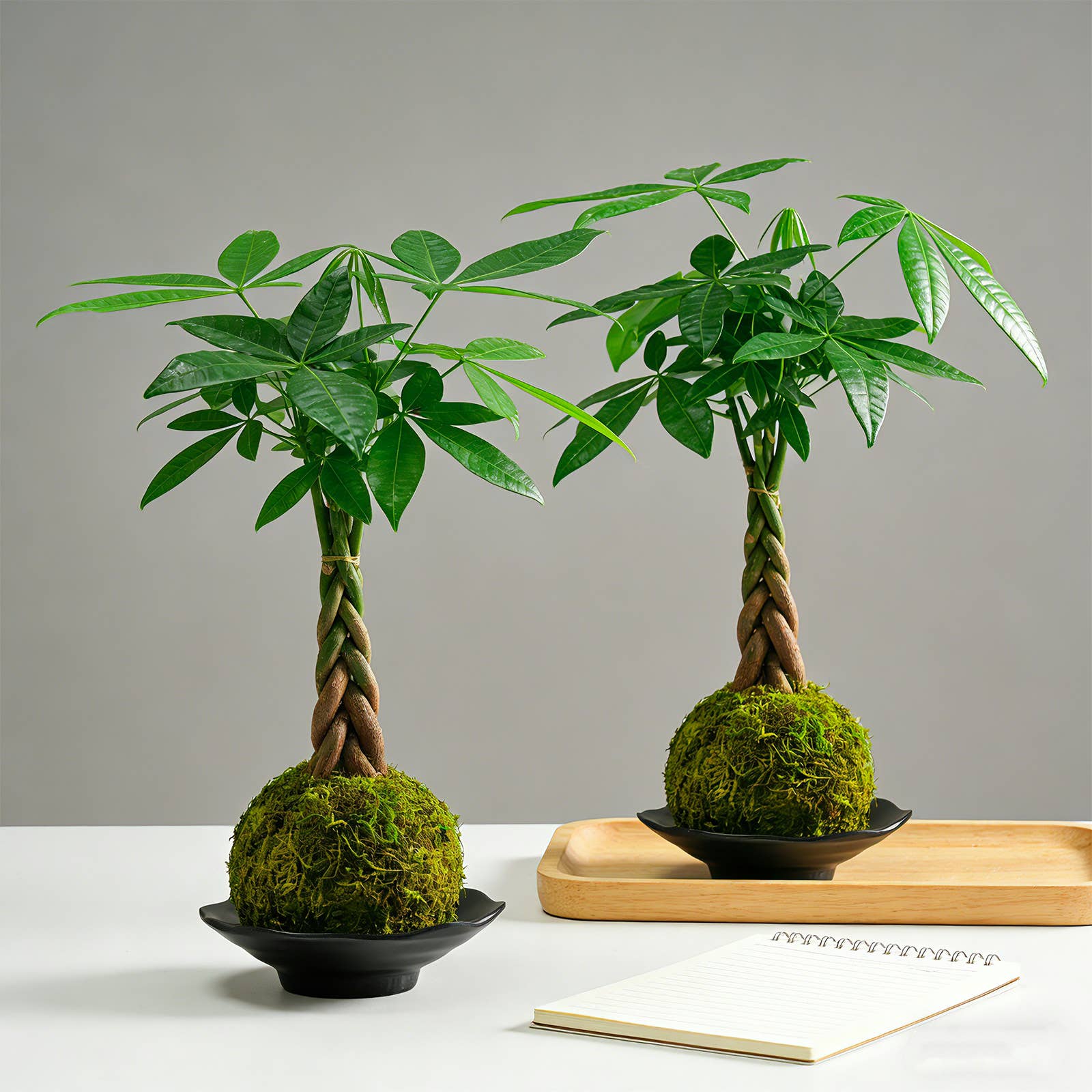 Money Tree Kokedama Braided Handcraft Moss Ball Houseplant