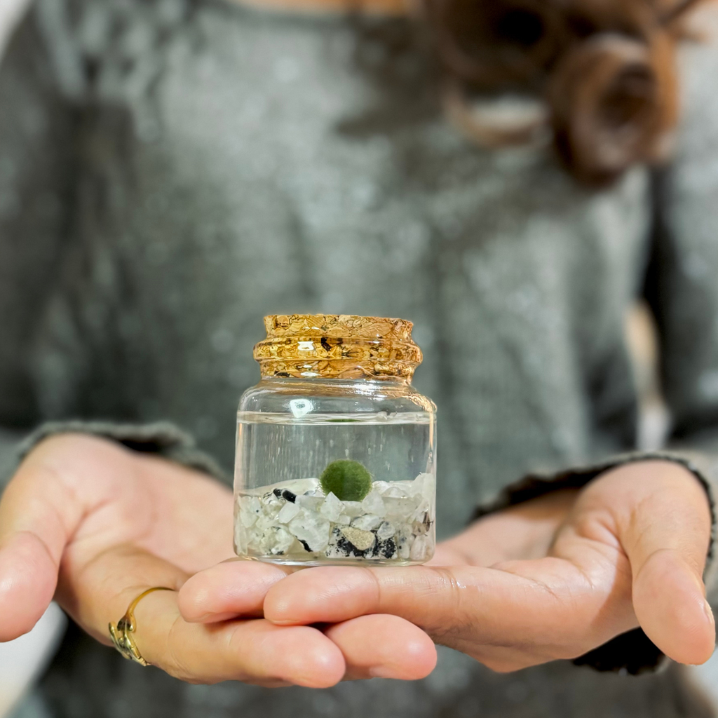 Small Marimo Moss Ball Terrarium with Moonstone Gemstones