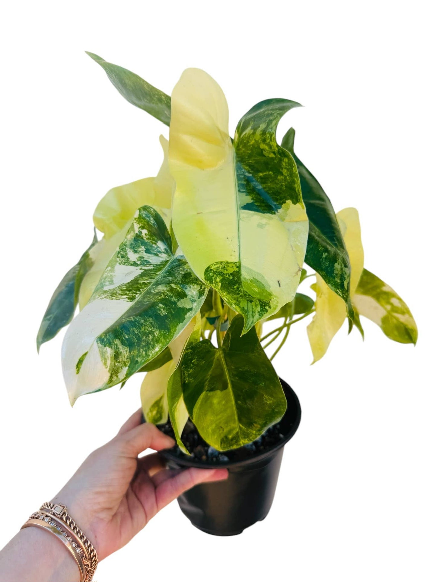 Variegated Burle Marx