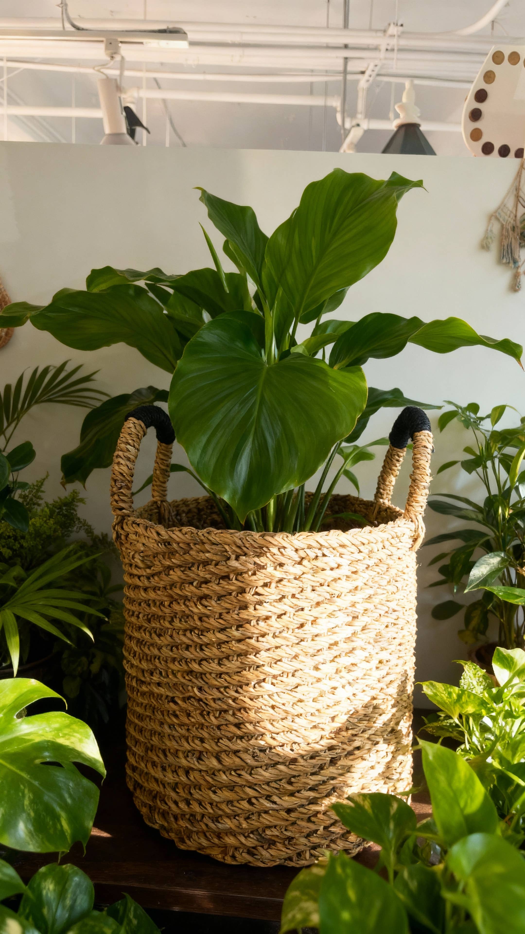 XXL Large Planter w/Handle (16",14",12",10",8",6",4")