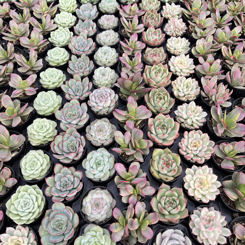 Assorted Rosettes Succulents Bulk 54 Tray - 2in Pot