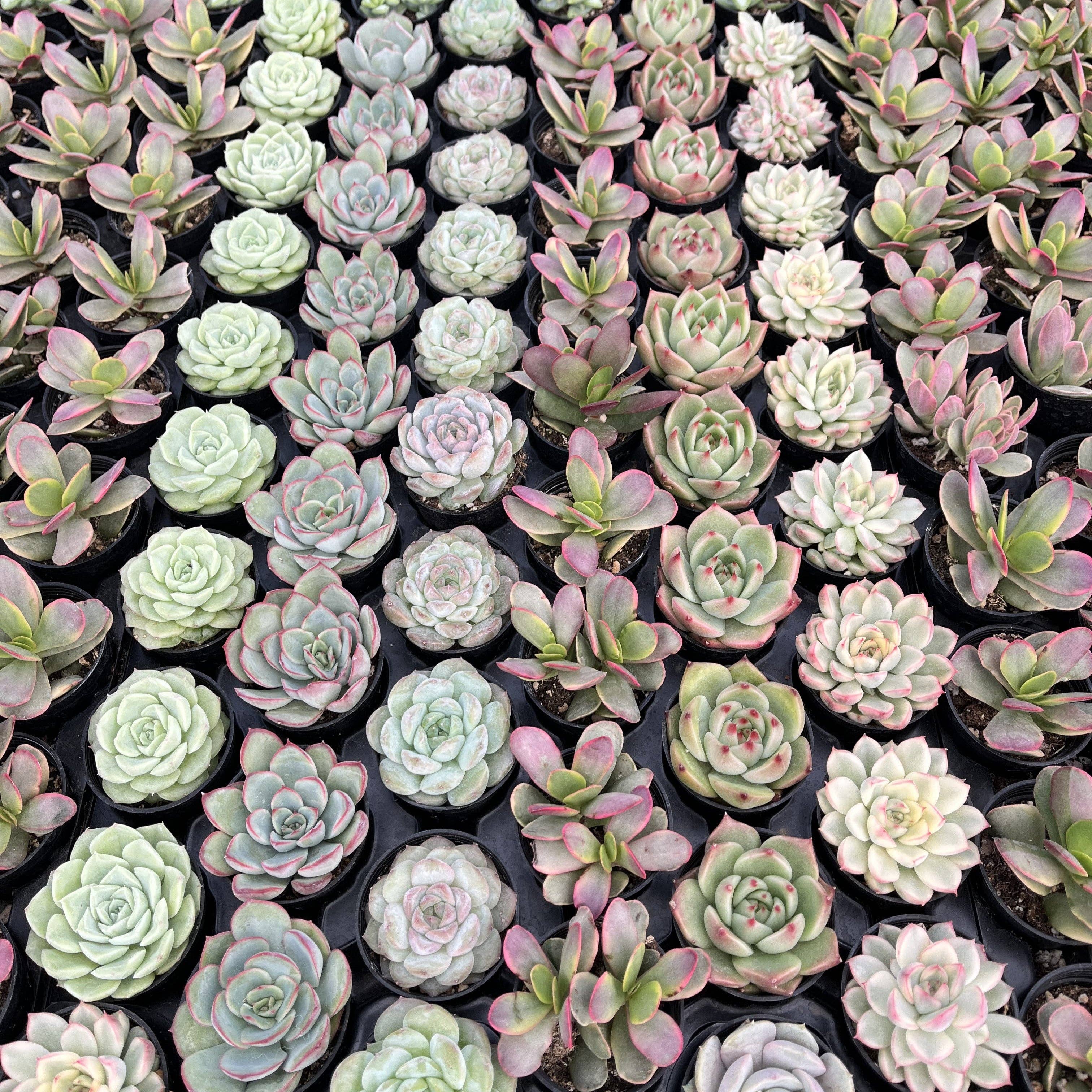 Assorted Rosettes Succulents Bulk 54 Tray - 2in Pot