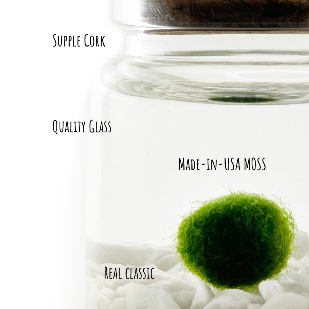 Classic Small Marimo Moss Ball Terrarium