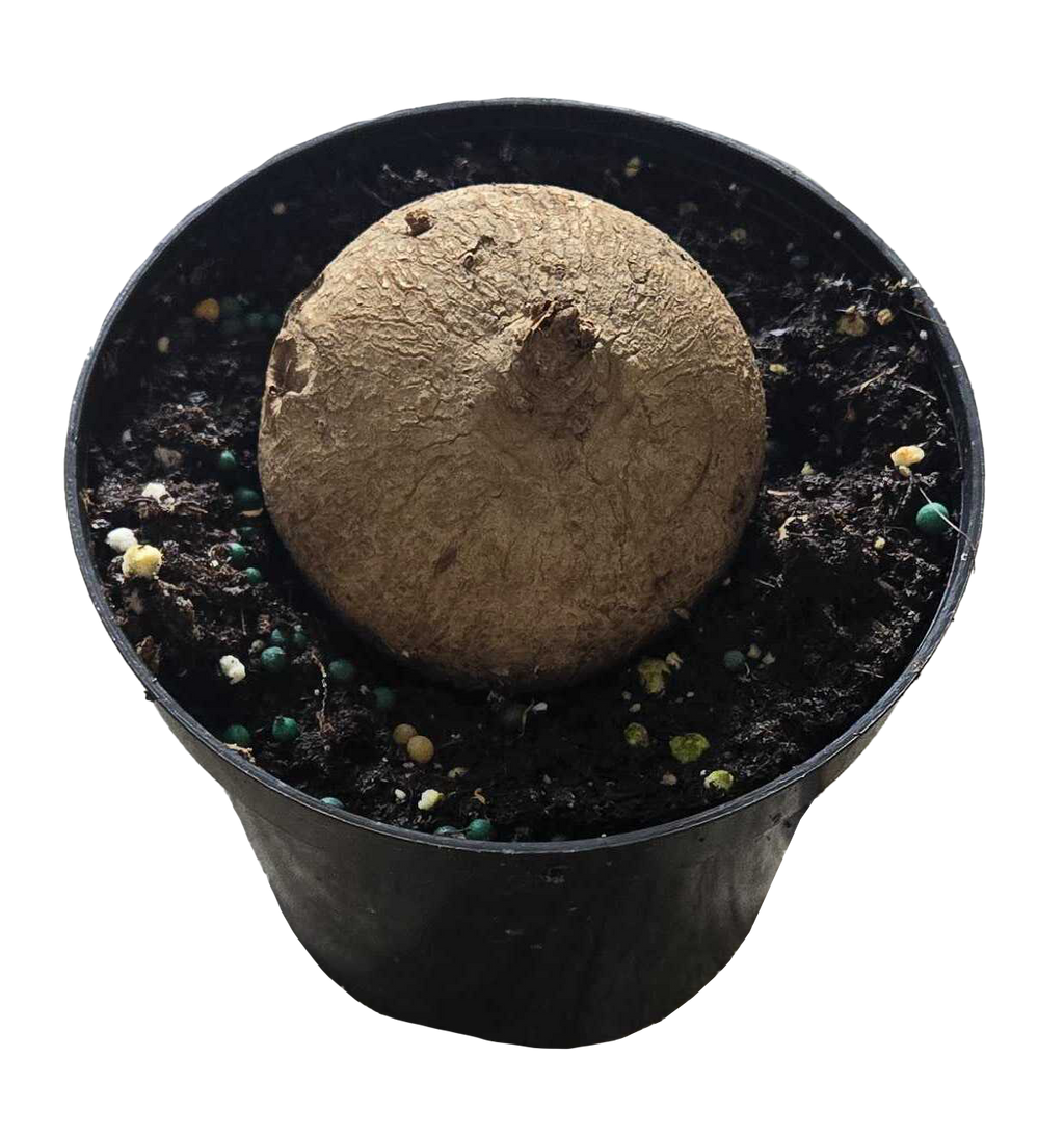 Stephania Erecta 4 inch Grower Pot