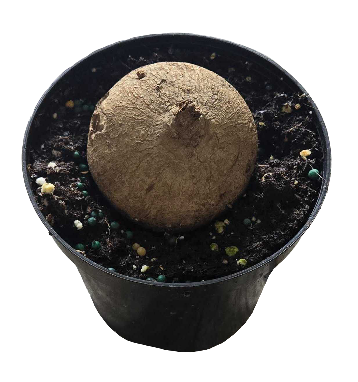 Stephania Erecta 4 inch Grower Pot