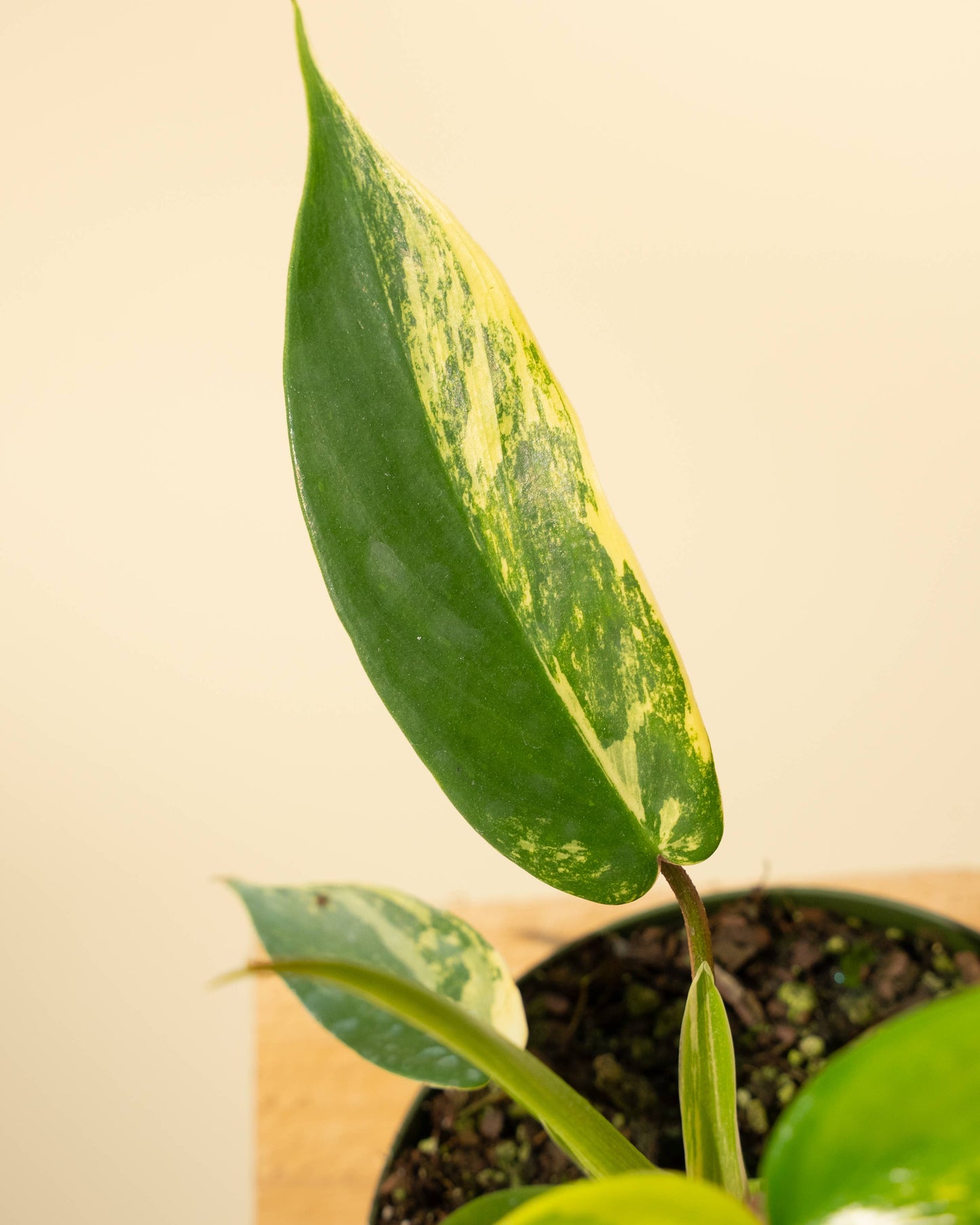 4" Philodendron Florida Beauty 'Sunrise'