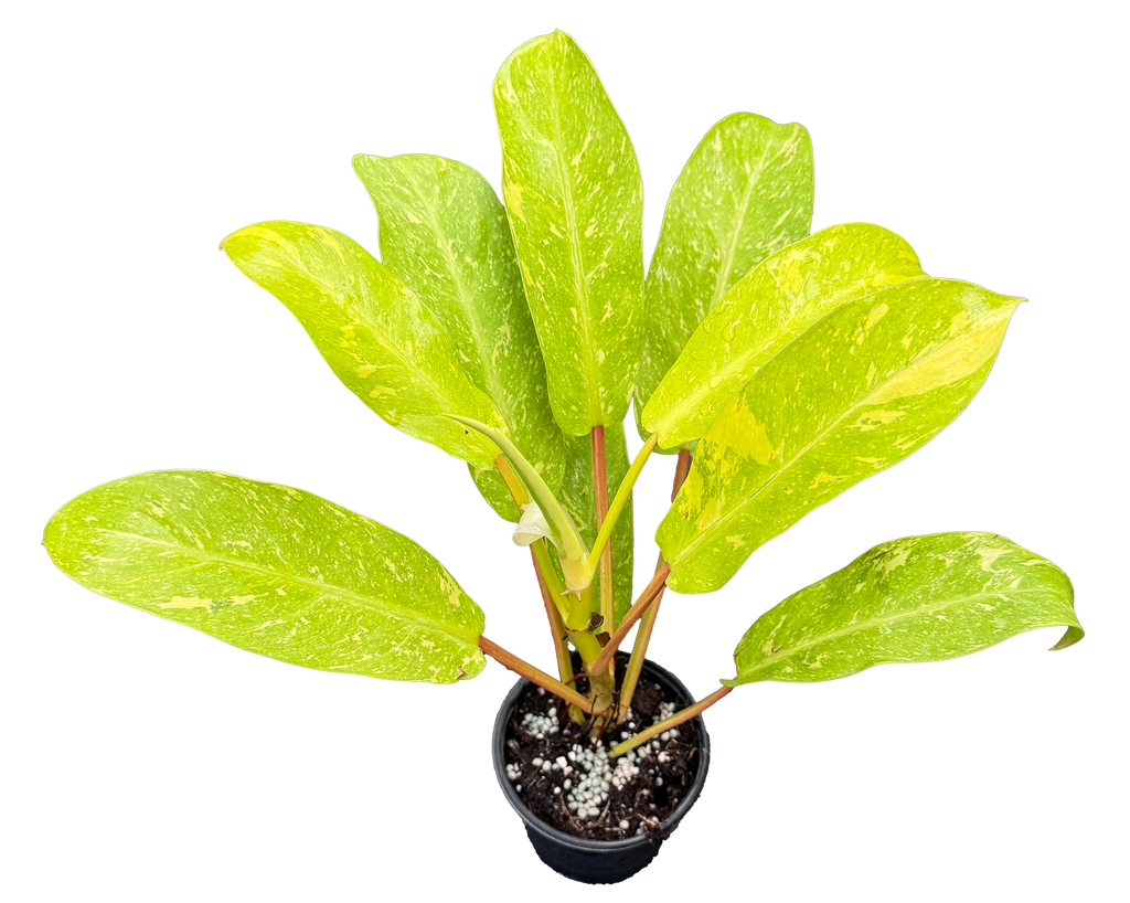 Philodendron Golden Goddess Marble 4 inch Grower Pot